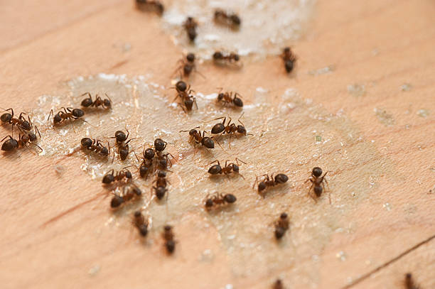 Reliable Kaibito, AZ Pest Control Solutions